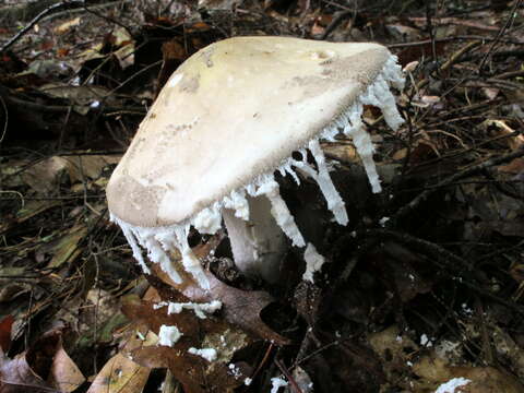 Image of Amanita chlorinosma (Peck) Lloyd 1898