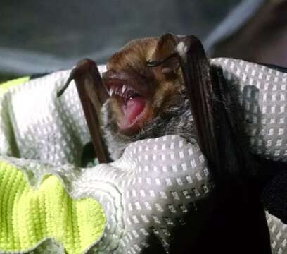 Image of Seminole Bat