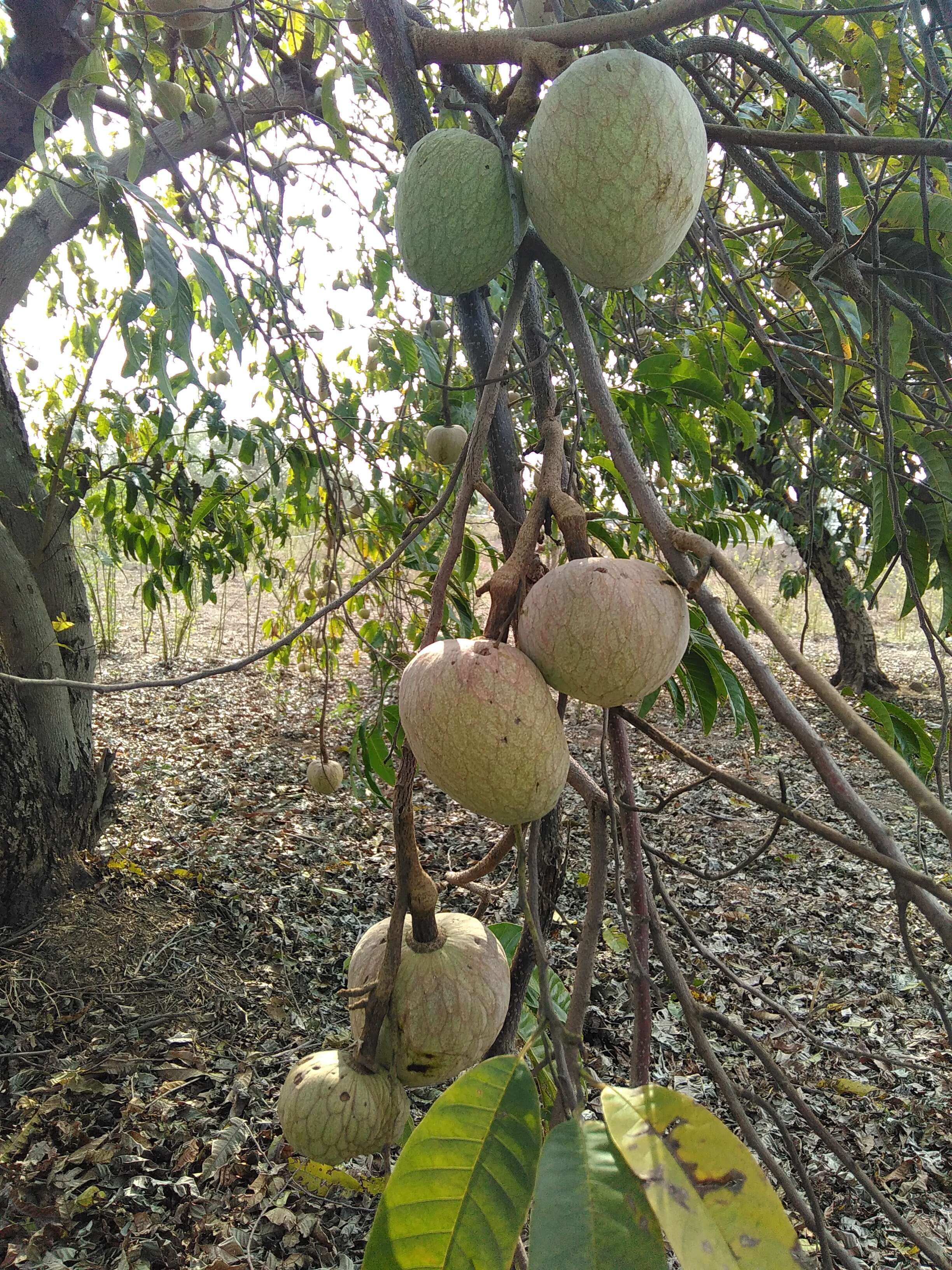 Image of custard apple