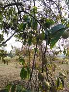 Image of custard apple