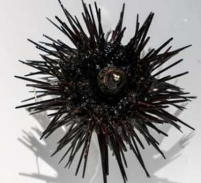 Image of Black Sea urchin