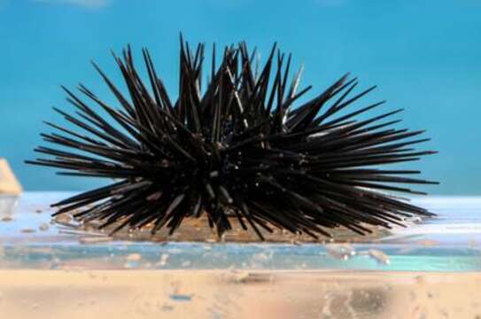 Image of Black Sea urchin