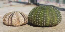 Image of Black Sea urchin