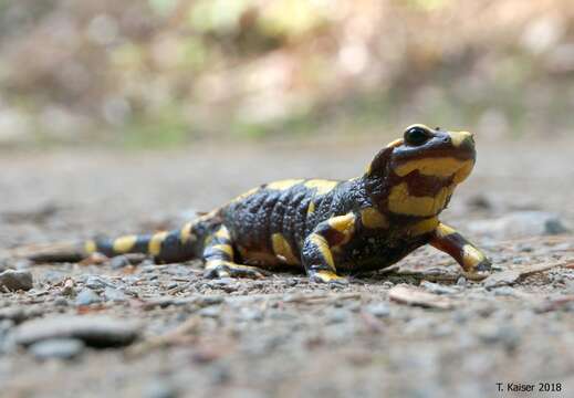 Image of Common Fire Salamander