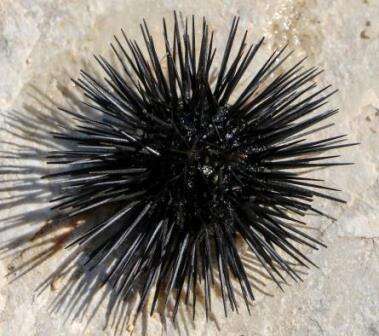 Image of Black Sea urchin