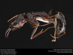 Image of Trap-jaw Ants