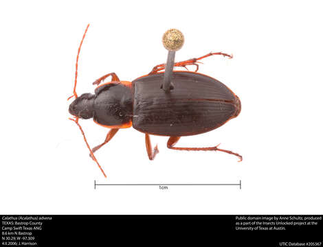 Image of Calathus (Lauricalathus) canariensis Harold 1868