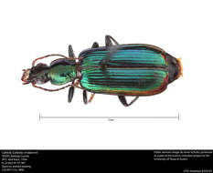 Image of Calleida (Calleida) viridipennis (Say 1823)