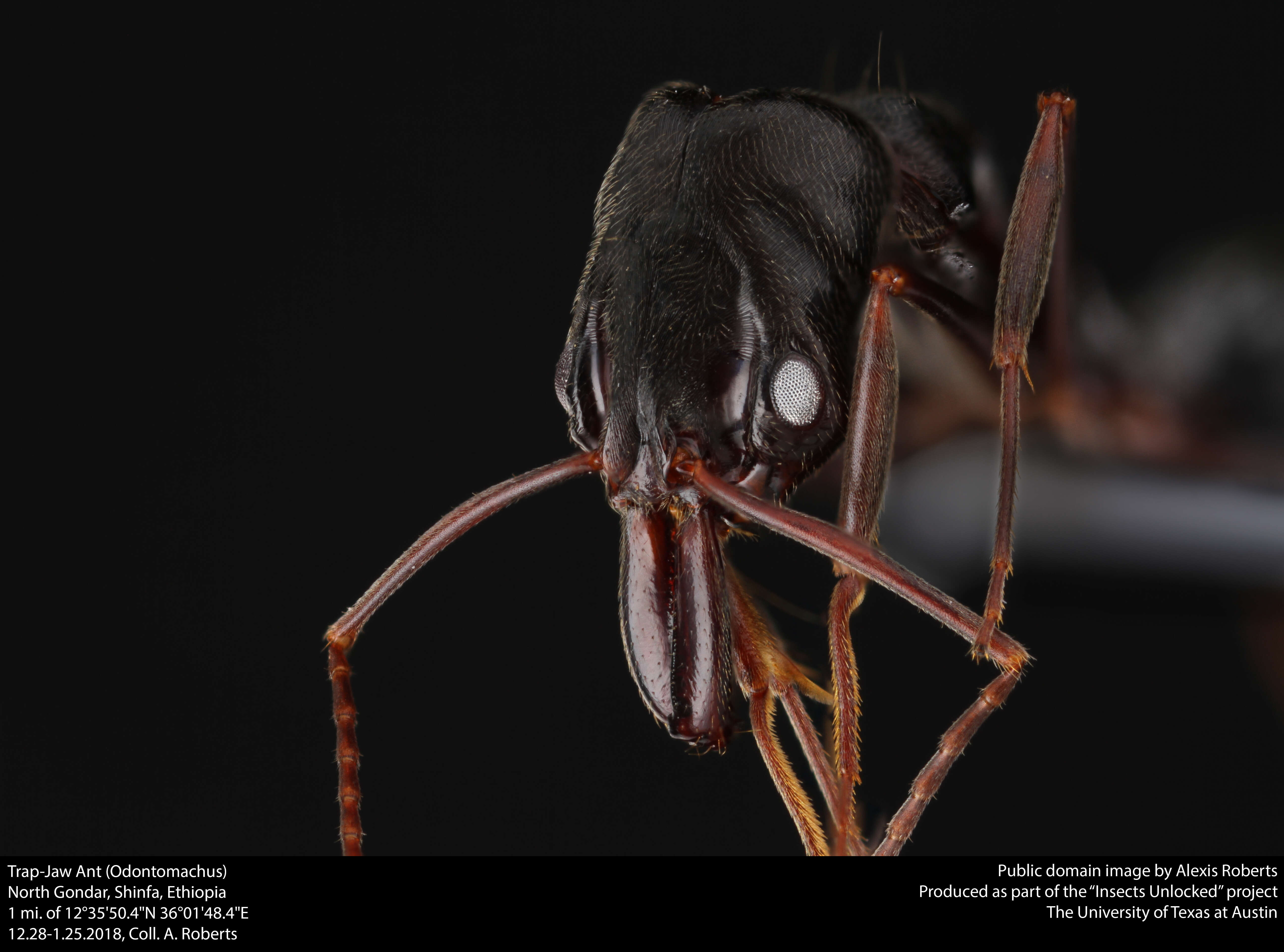 Image of Trap-jaw Ants