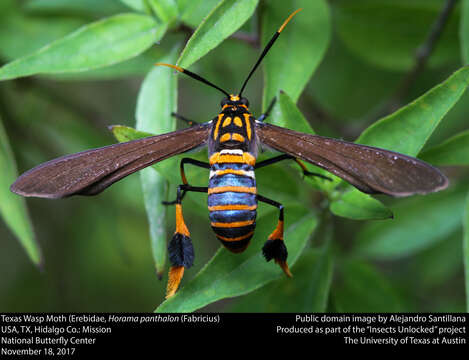 Image of Texas Wasp Moth