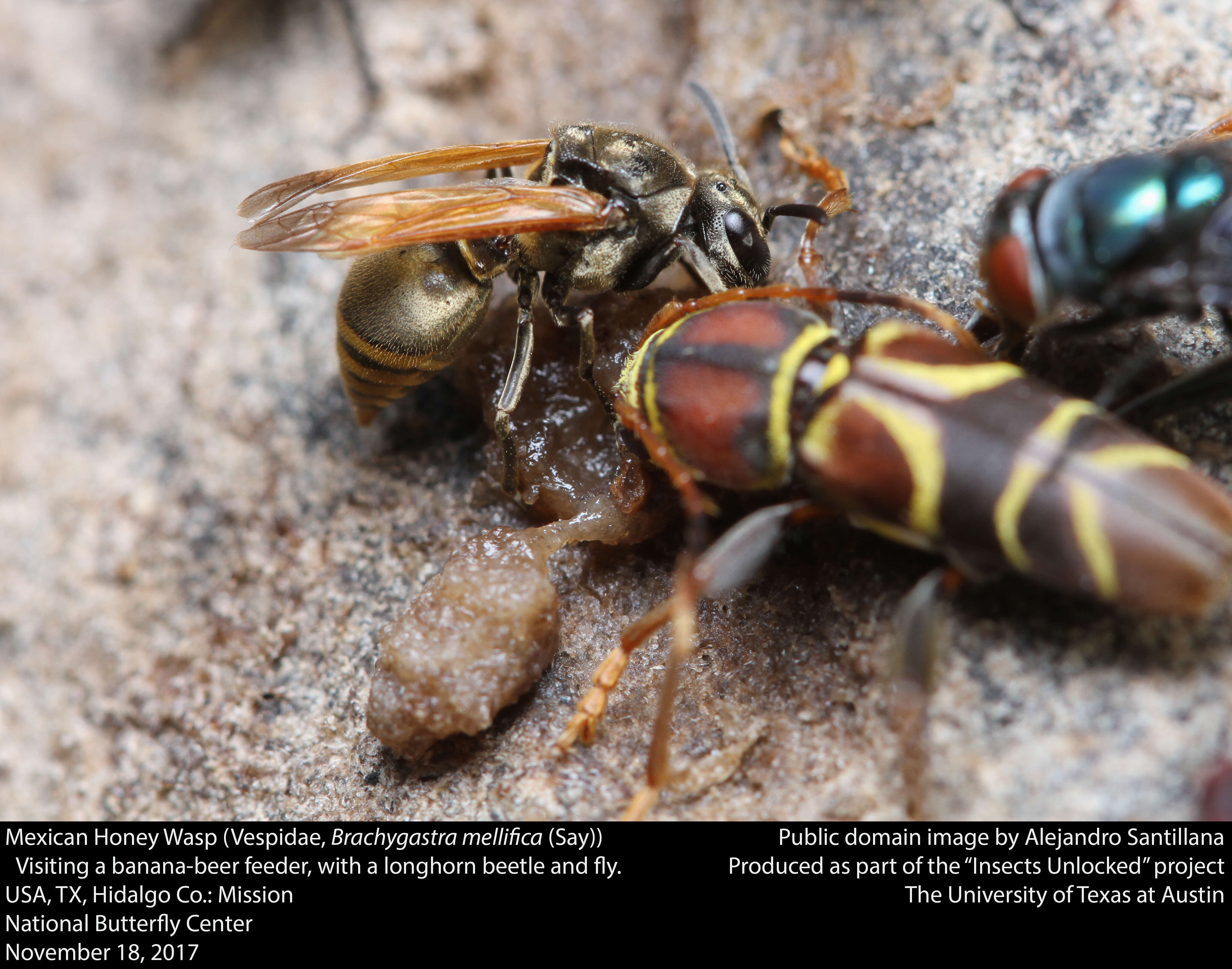 Image of Mexican Honey Wasp