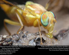 Image of Mexican Fruit Fly