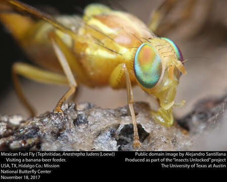 Image of Mexican Fruit Fly