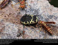 Image of Polistes instabilis de Saussure 1853