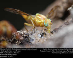 Image of Mexican Fruit Fly