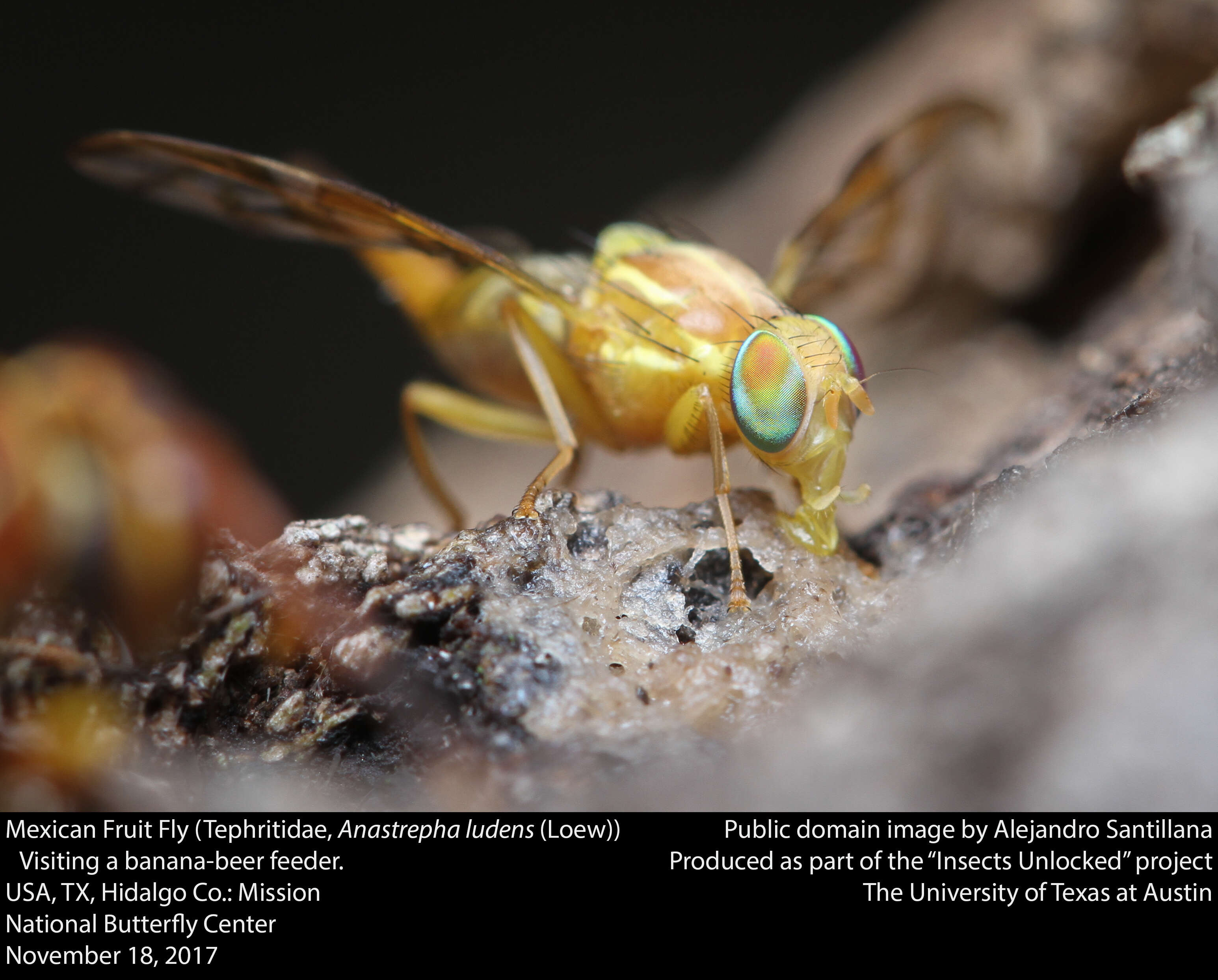 Image of Mexican Fruit Fly