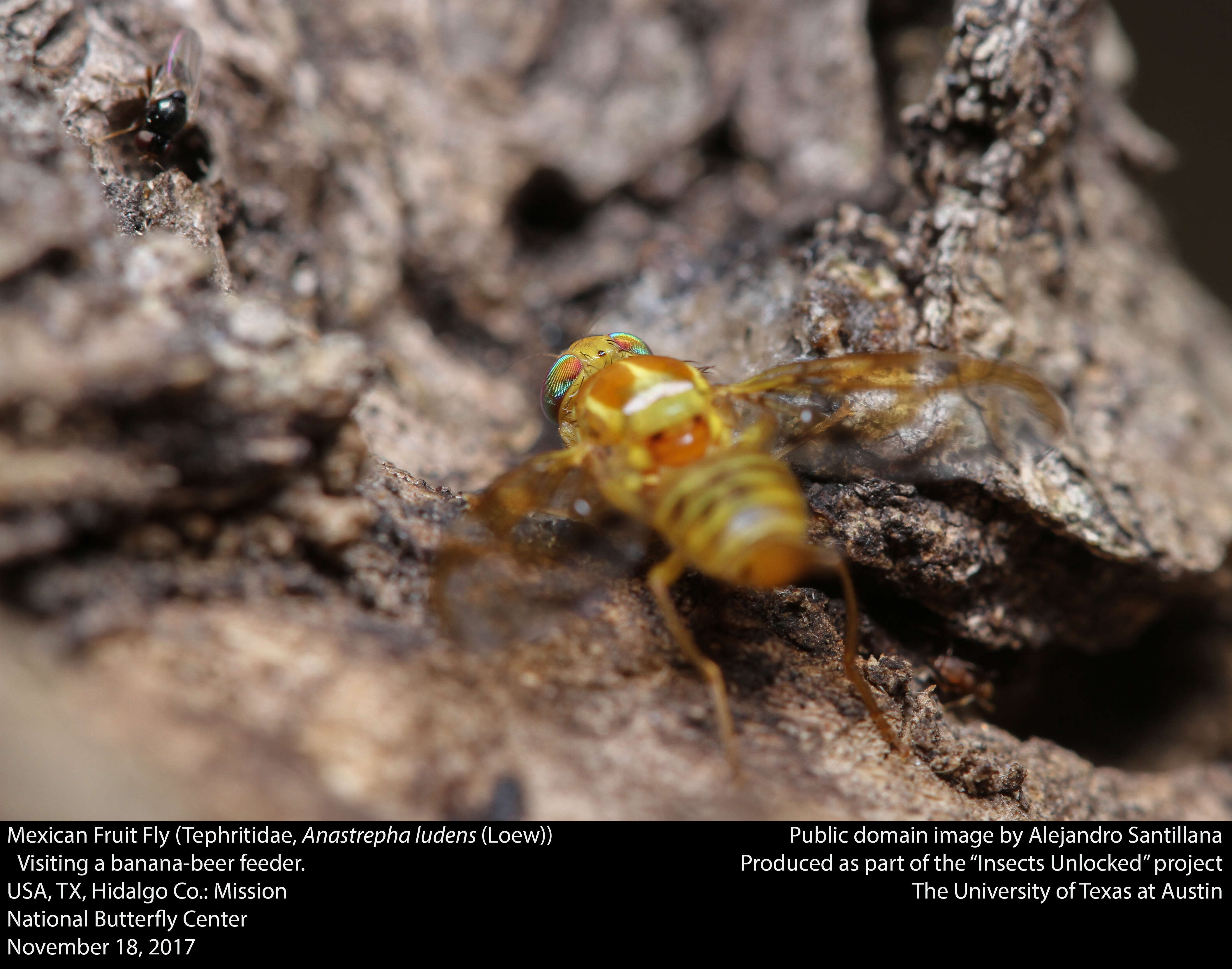 Image of Mexican Fruit Fly