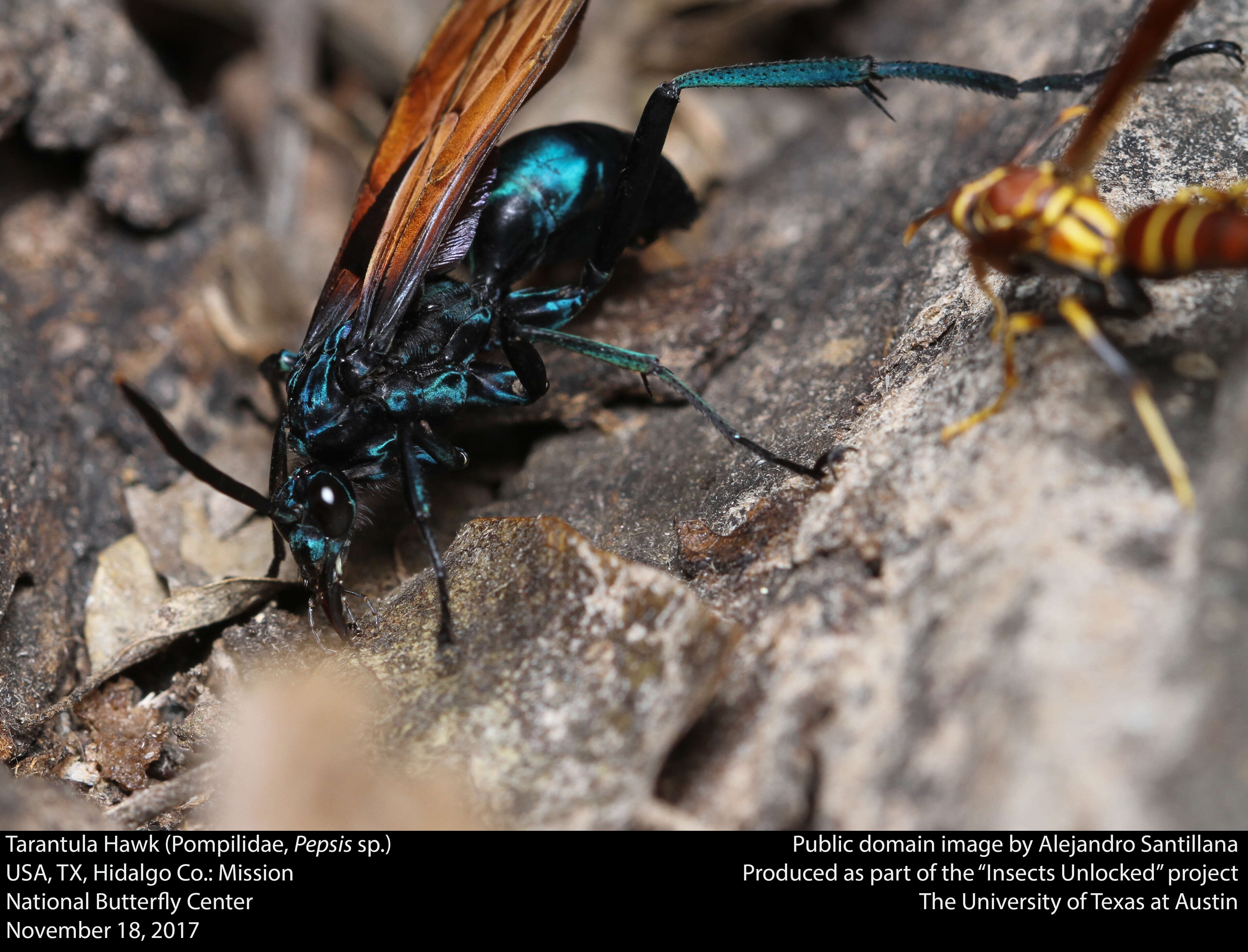 Image of Tarantula Hawks