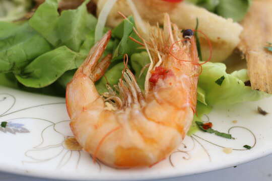 Image of northern prawn