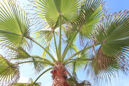 Image of fountain palm