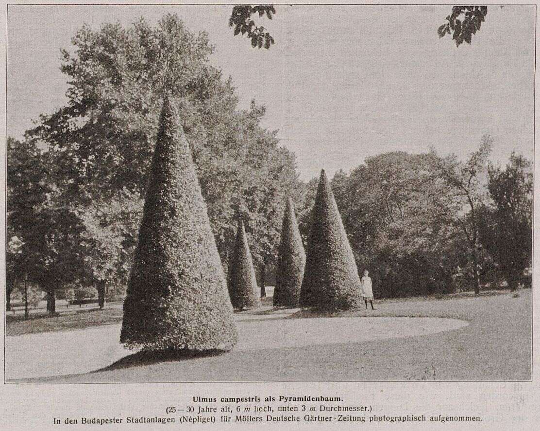 Image of Small-leaved Elm