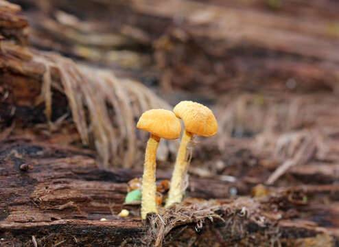 Imagem de Cyptotrama chrysopeplum