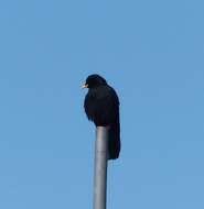 Image of Alpine Chough