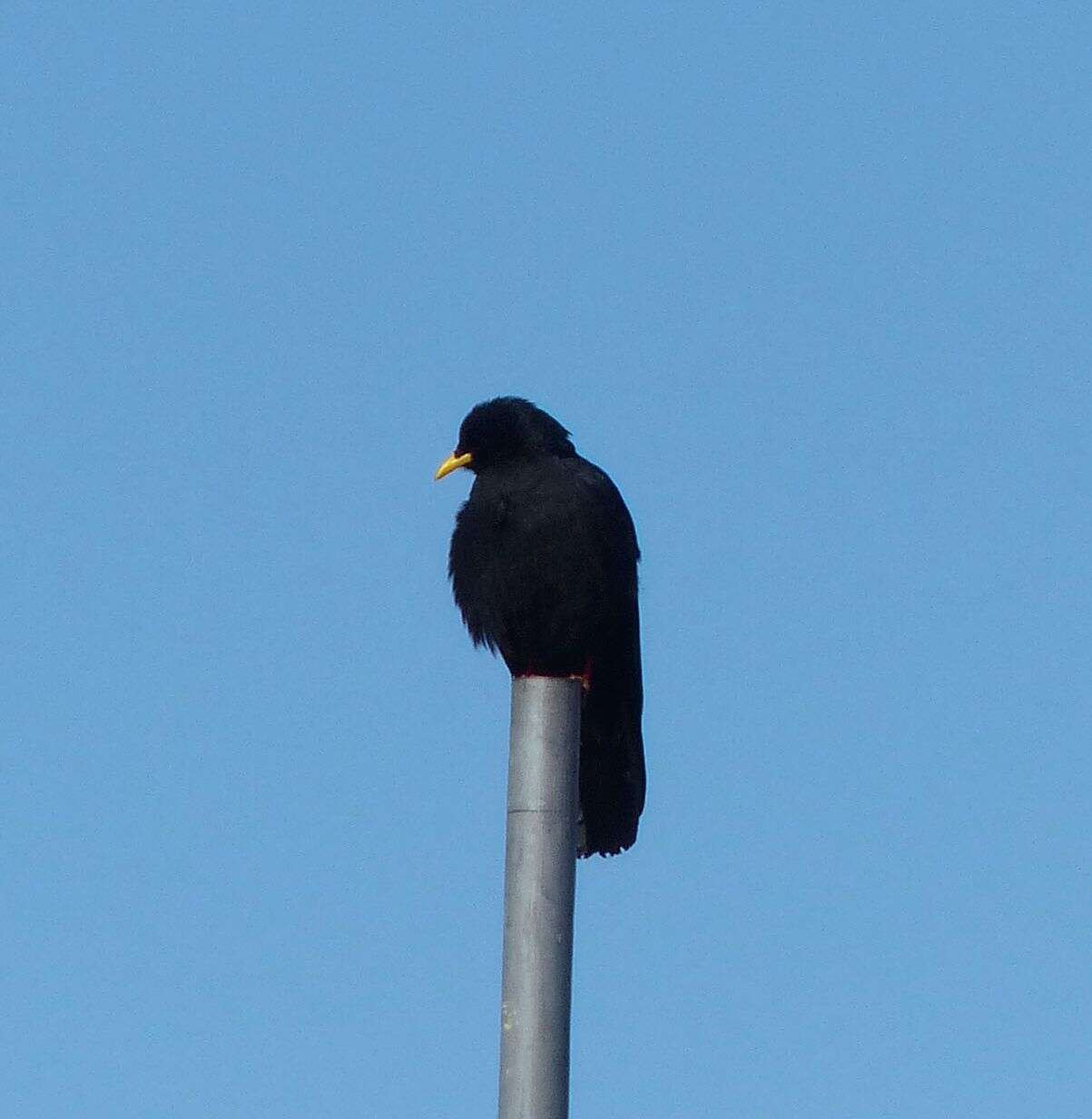 Image of Alpine Chough