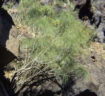 Image of Sonchus capillaris Svent.