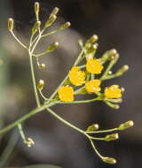 Image of Sonchus capillaris Svent.