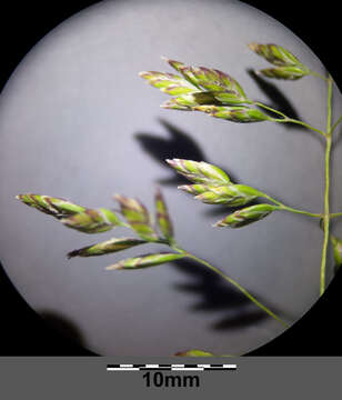 Image of Smooth Meadow-grass