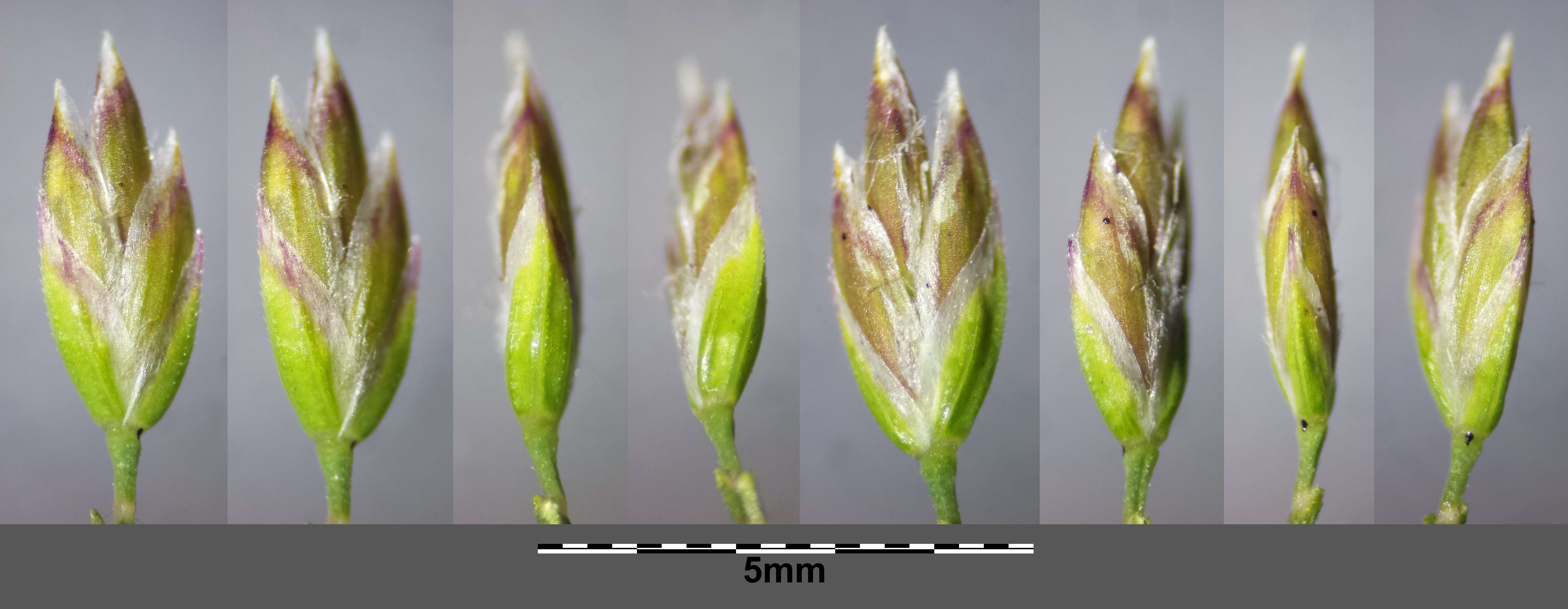 Слика од Poa pratensis L.