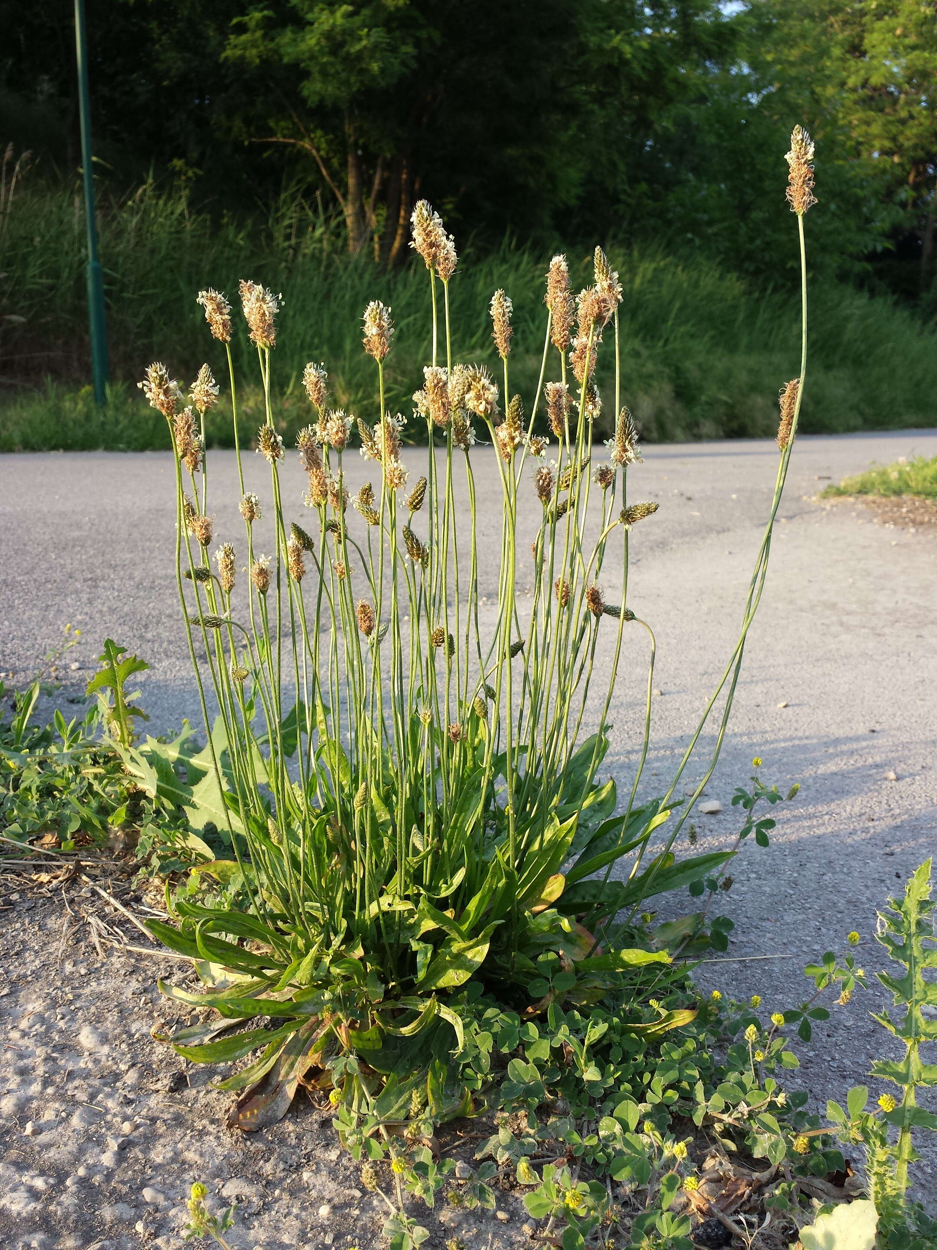 Image of Ribwort Plantain