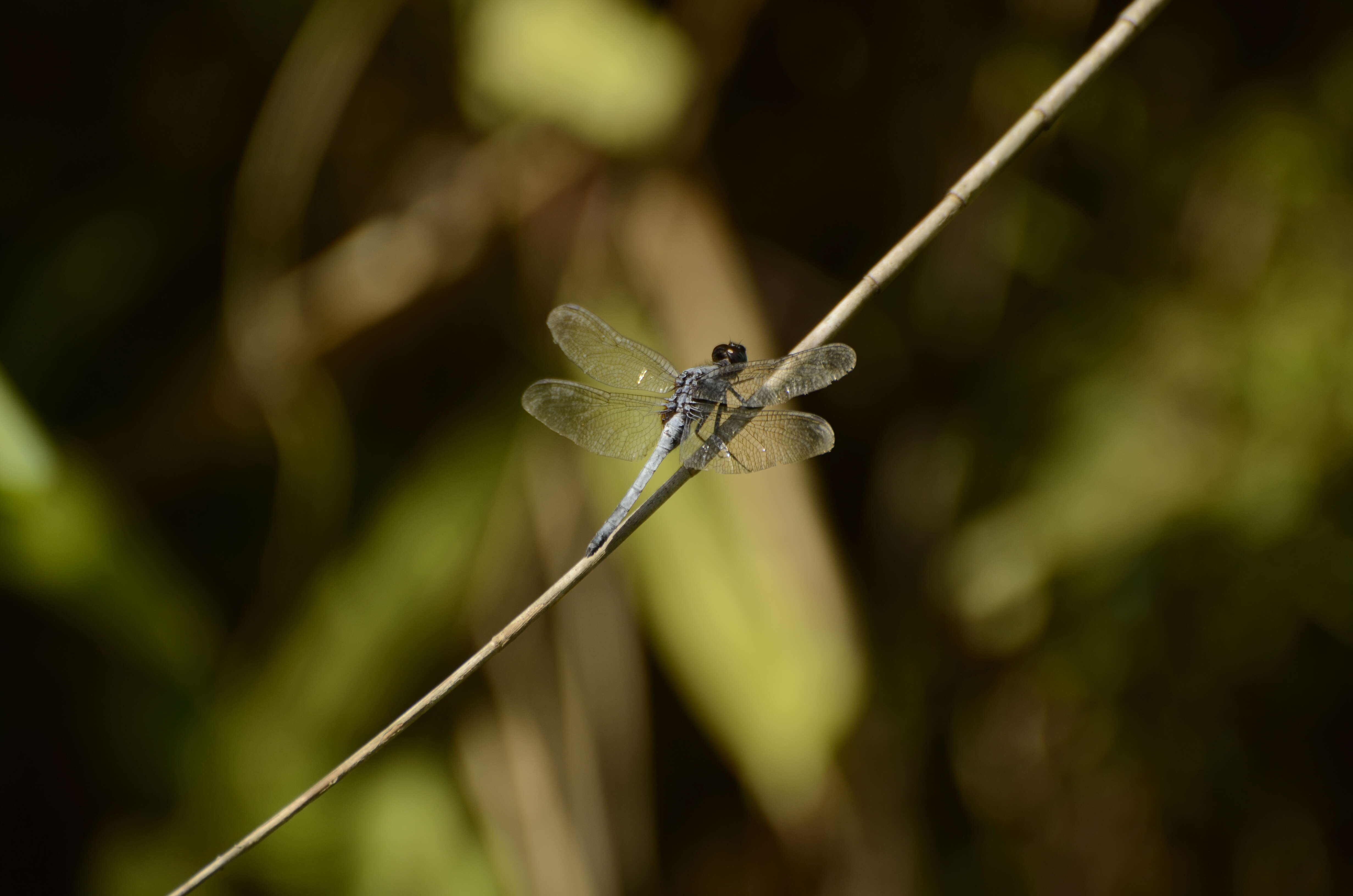 Image of blue marsh hawk