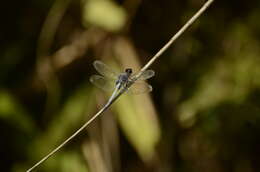 Image of blue marsh hawk