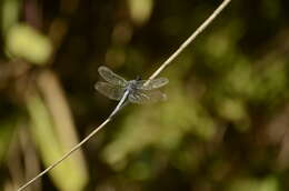 Image of blue marsh hawk