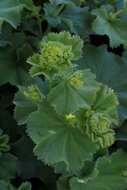 Image of Lady's Mantle