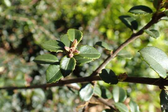 Image of Osmanthus delavayi Franch.