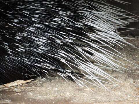 Image of Indian Crested Porcupine