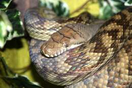 Image of Amethystine or scrub python