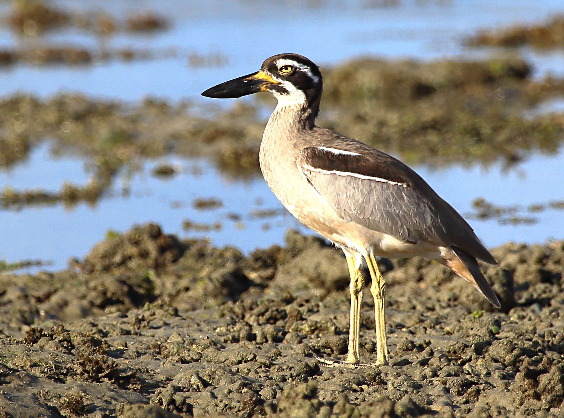 Image of Beach Stone-curlew