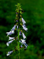 Imagem de Salvia lyrata L.