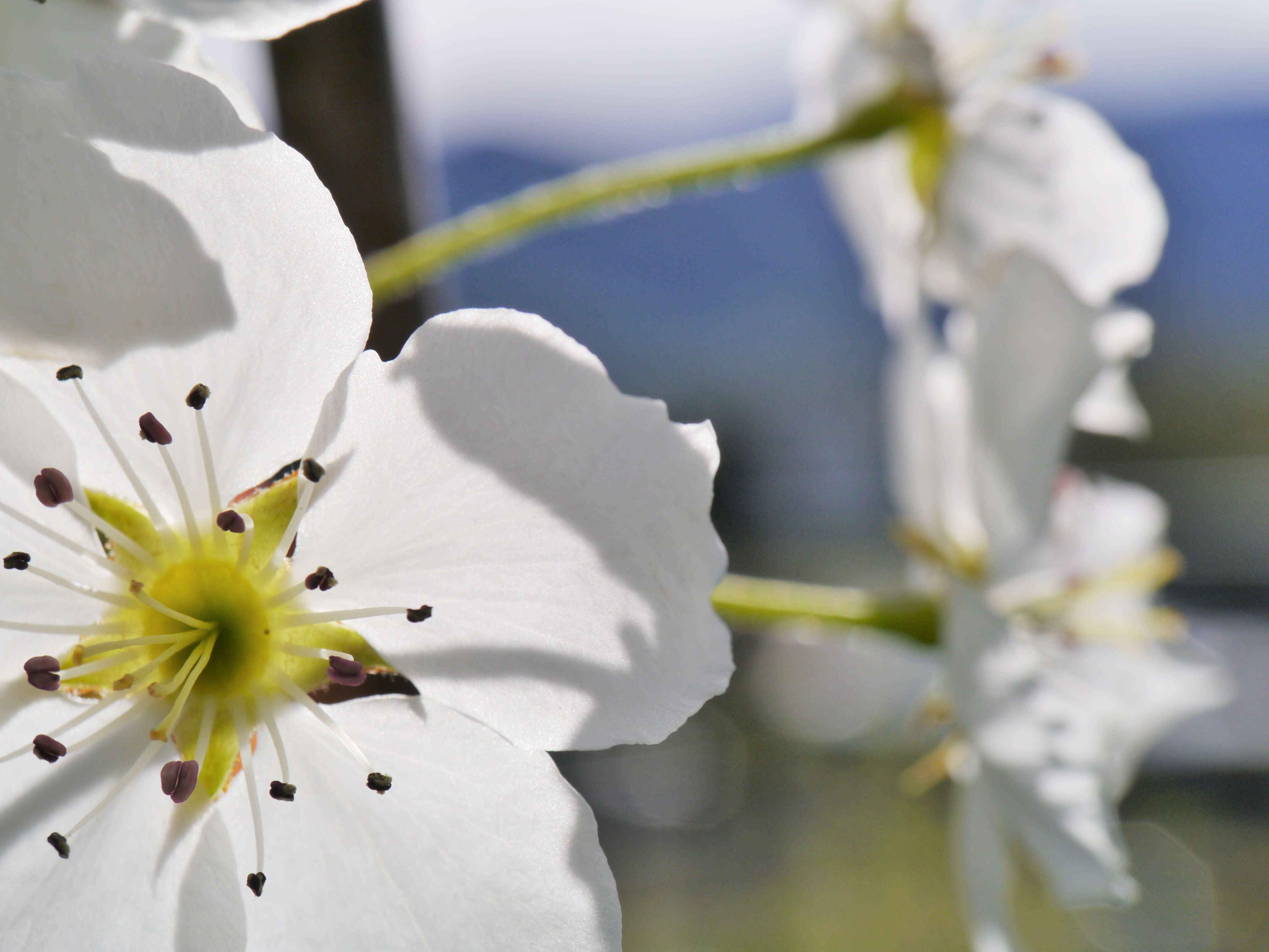 Image of Chinese pear