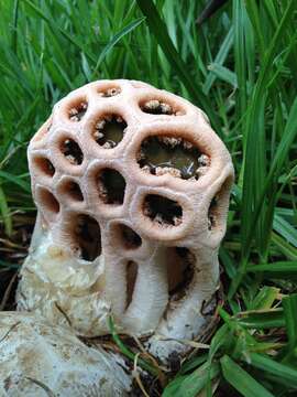 Image of Clathrus transvaalensis Eicker & D. A. Reid 1990