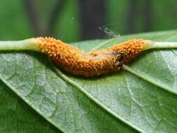 Image de Puccinia coronata Corda 1837