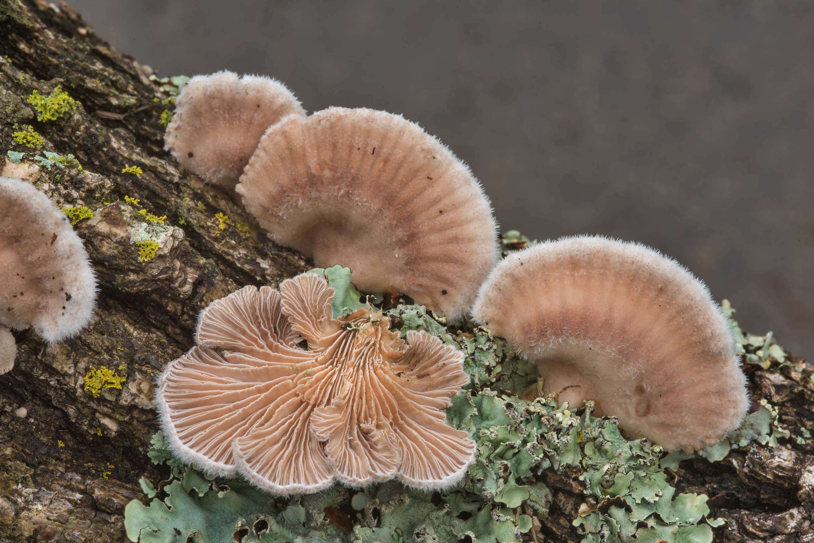 Image of Schizophyllum