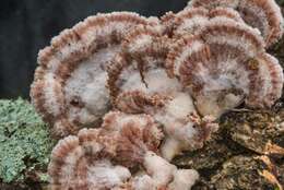 Image of Schizophyllum