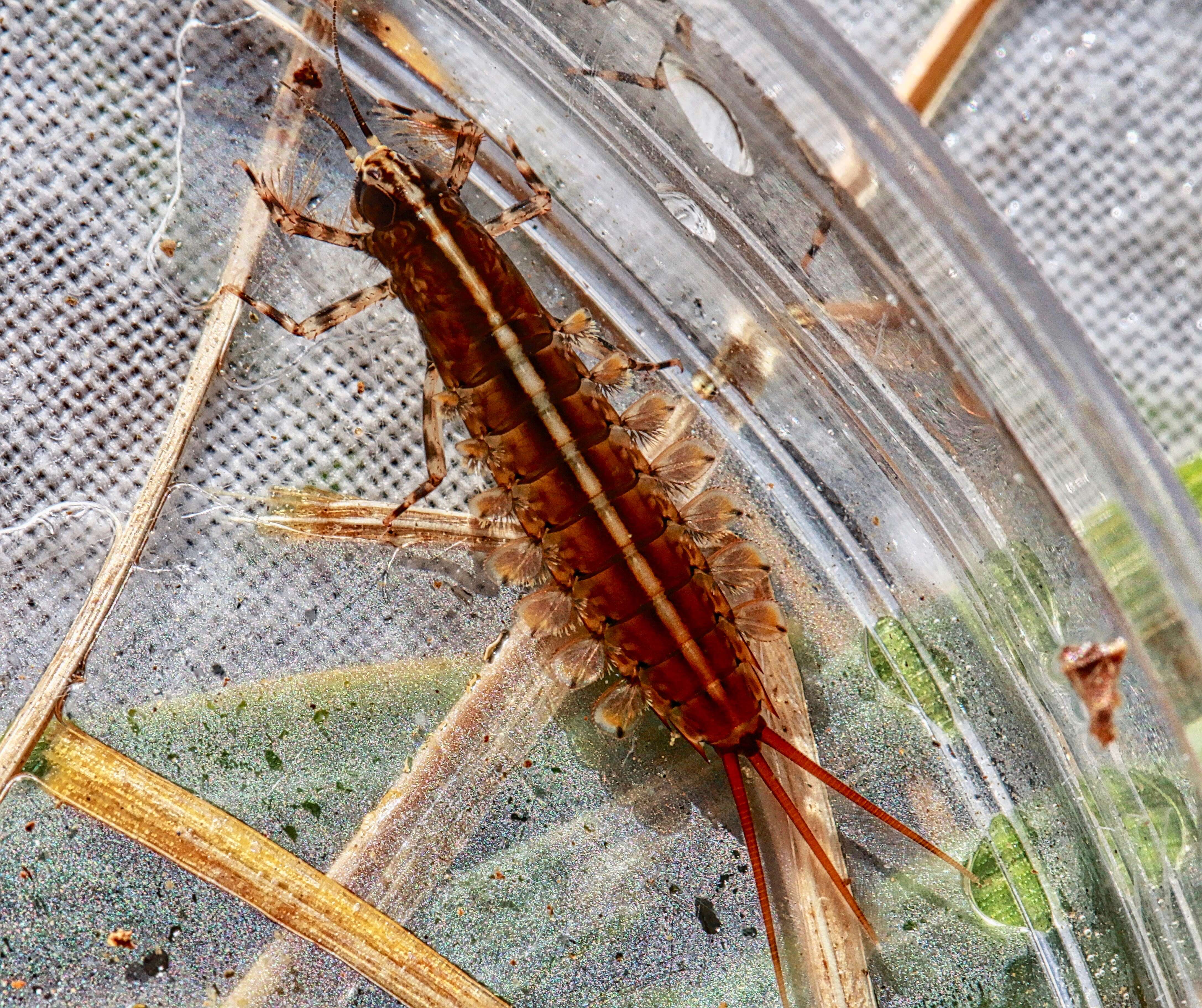 Image of brushlegged mayflies