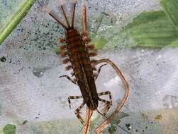 Image of brushlegged mayflies