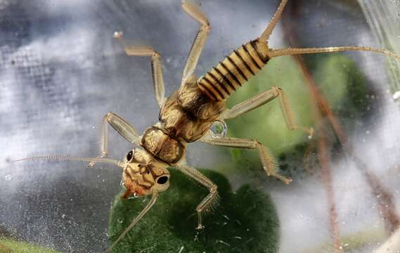 Image of Isogenoides hansoni (Ricker 1952)